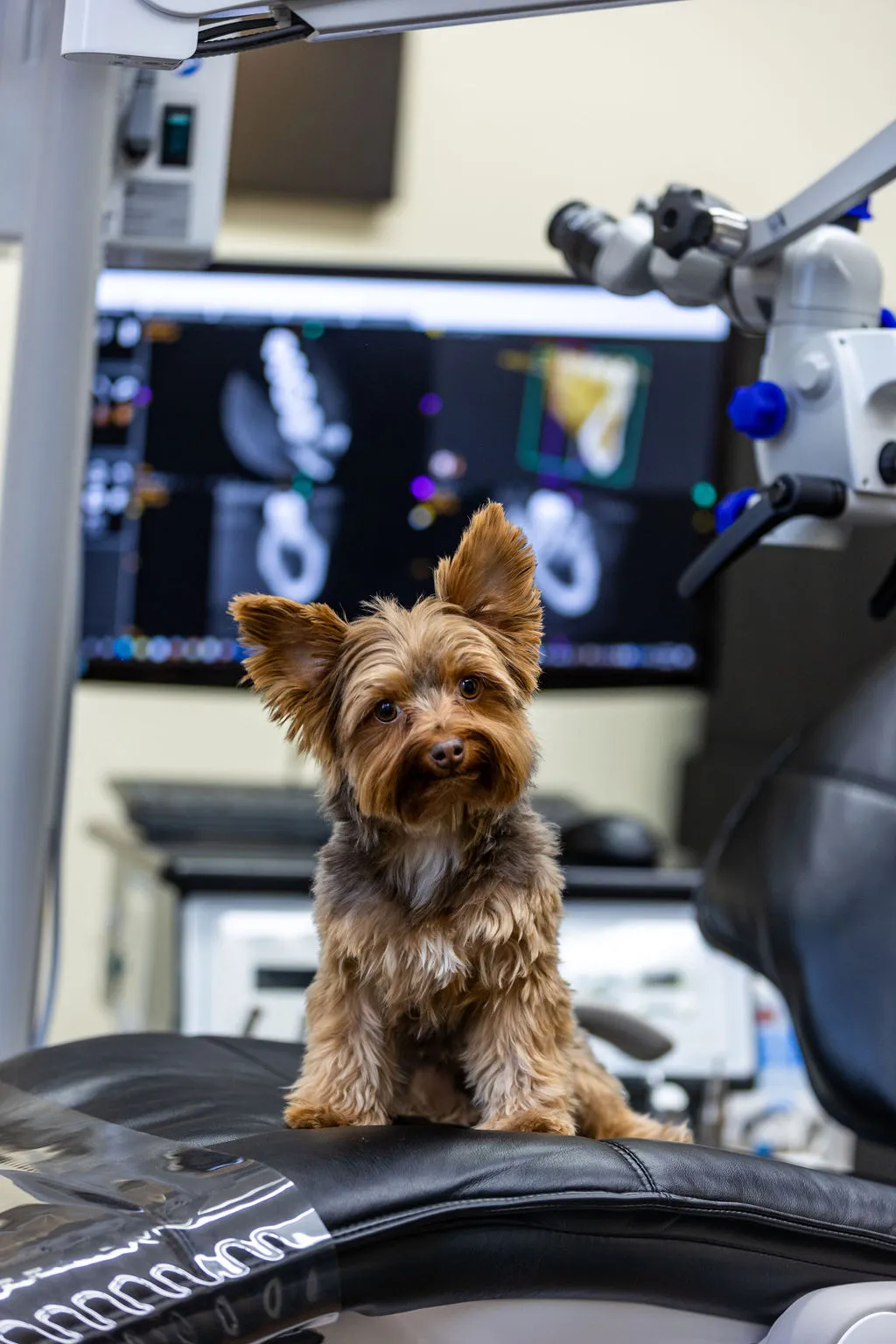 Photo of Rooster the therapy dog at Deer Creek Dental