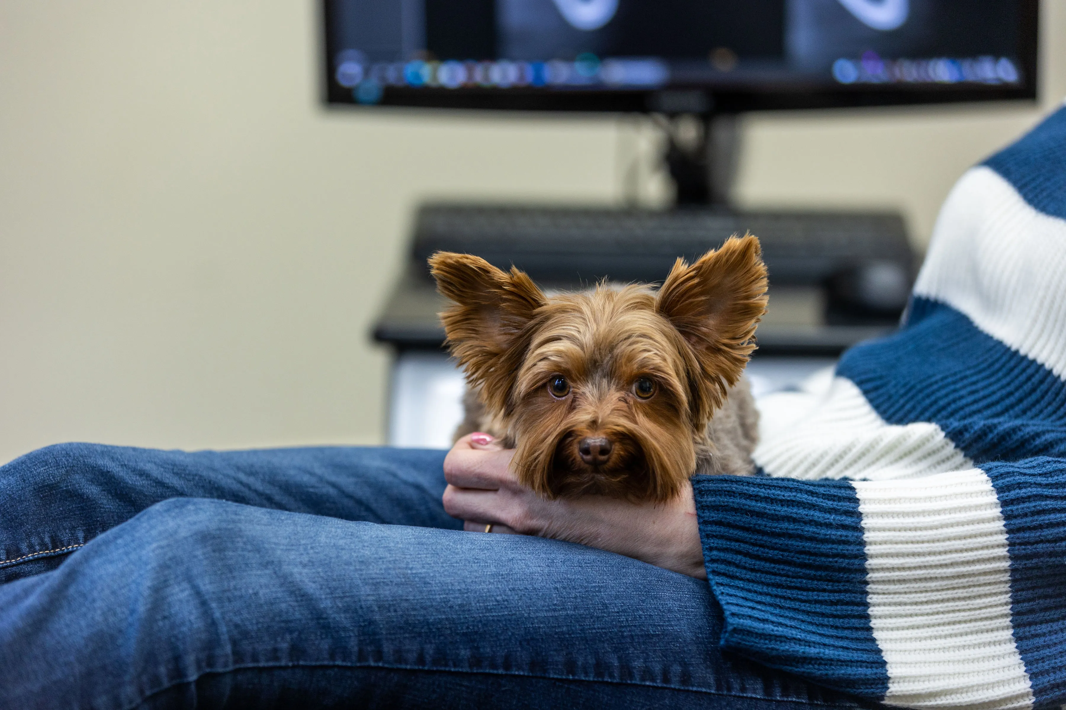 Photo of Rooster the therpay dog at Deer Creek Dental