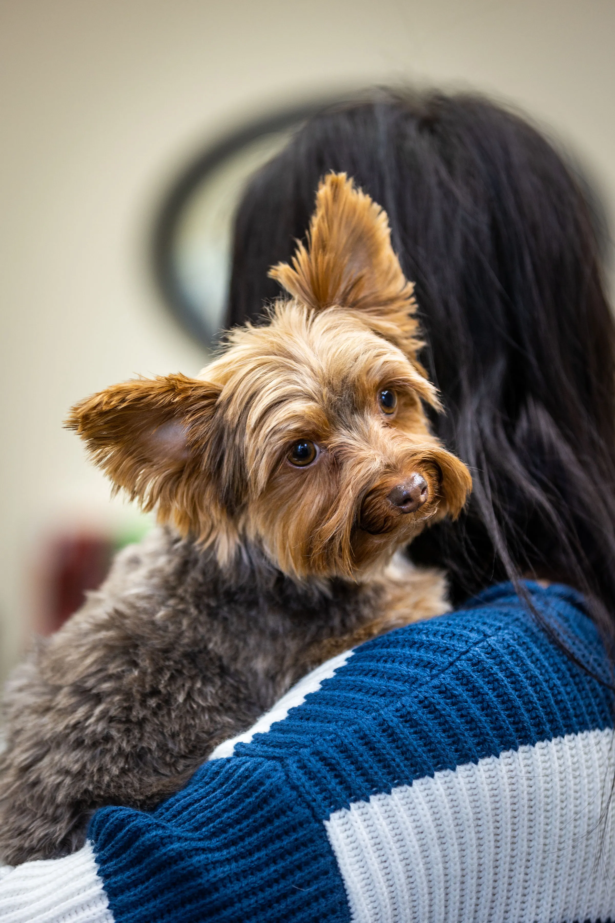Photo of Rooster the therpay dog at Deer Creek Dental