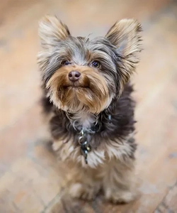 Photo of Rooster the therapy dog at Deer Creek Dental